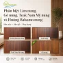 Phân biệt Lim nung, Gõ nung, Teak nung và Hương Balsamo nung