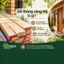 Gỗ thông vàng Mỹ là gì? Ứng dụng trong nội ngoại thất